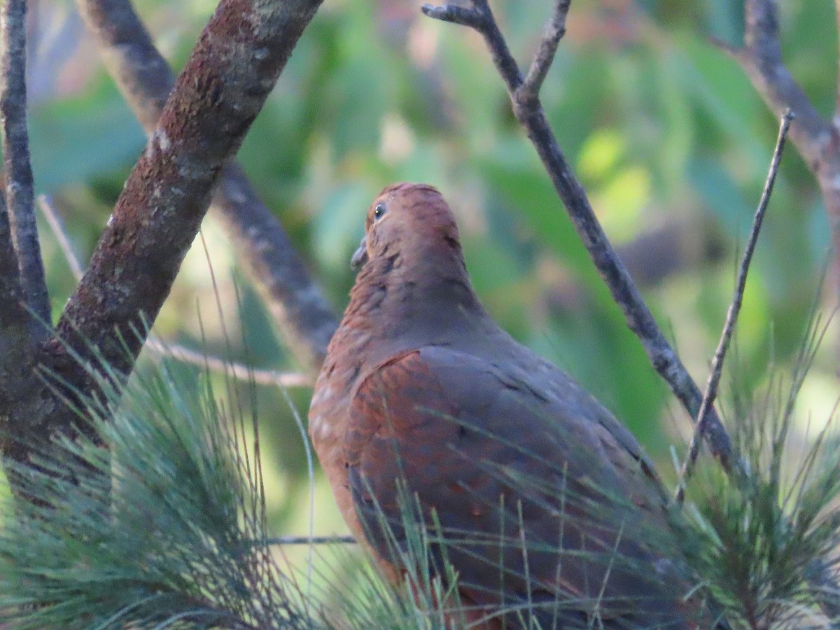 Brown Cuckoo-Dove - ML647642247