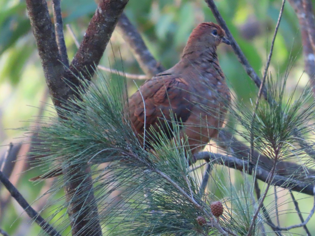 Brown Cuckoo-Dove - ML647642248