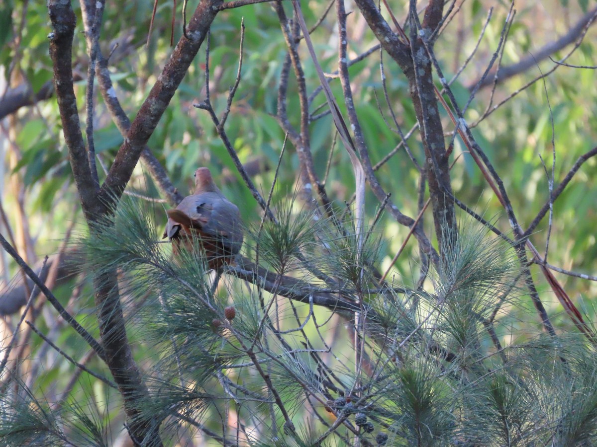Brown Cuckoo-Dove - ML647642249