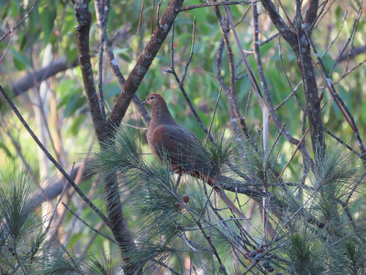Brown Cuckoo-Dove - ML647642250