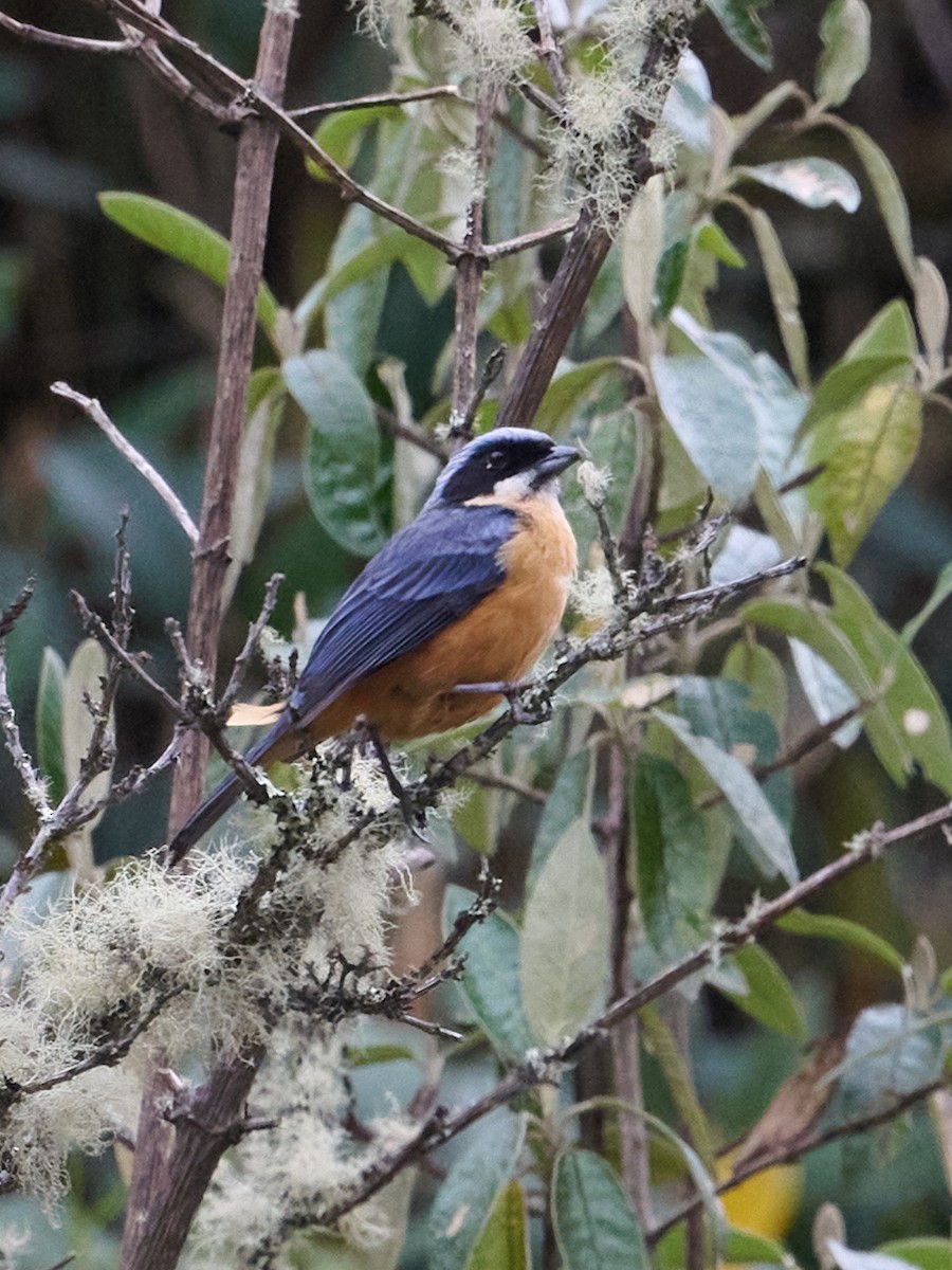 kastanjebuktanagar - ML647642251