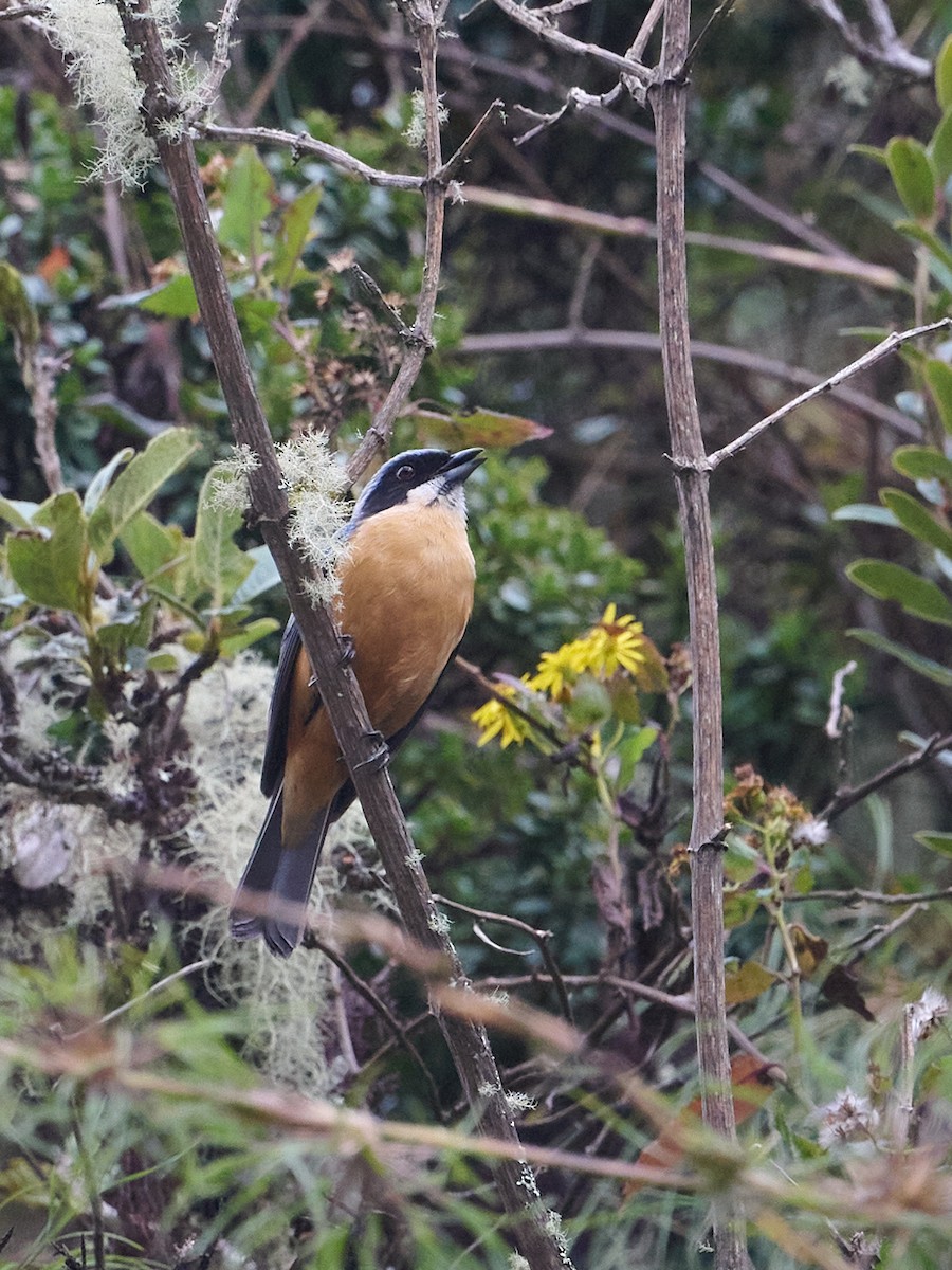 kastanjebuktanagar - ML647642252