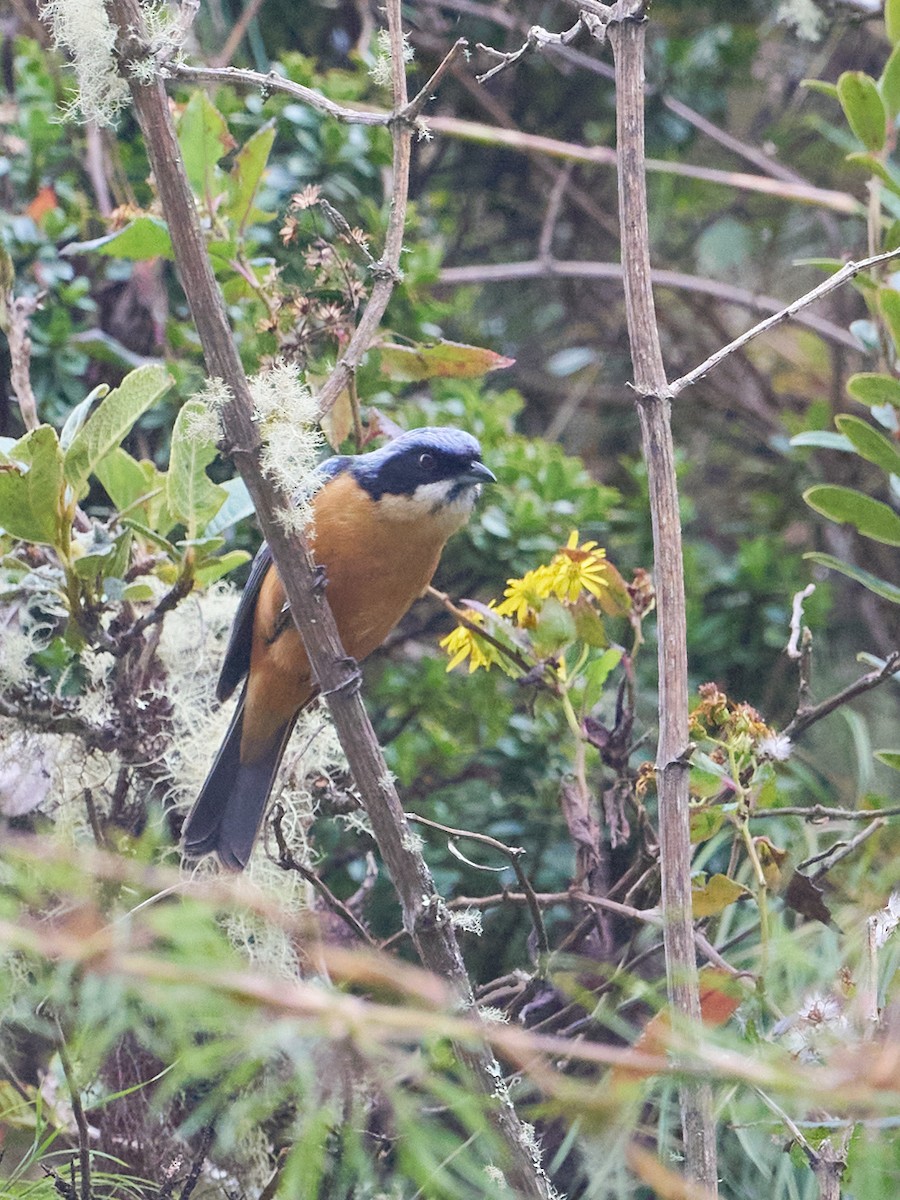 kastanjebuktanagar - ML647642253