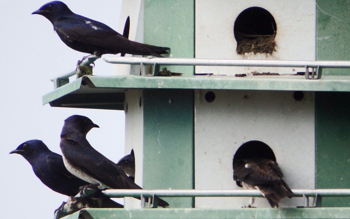 Большая ласточка - ML647642258