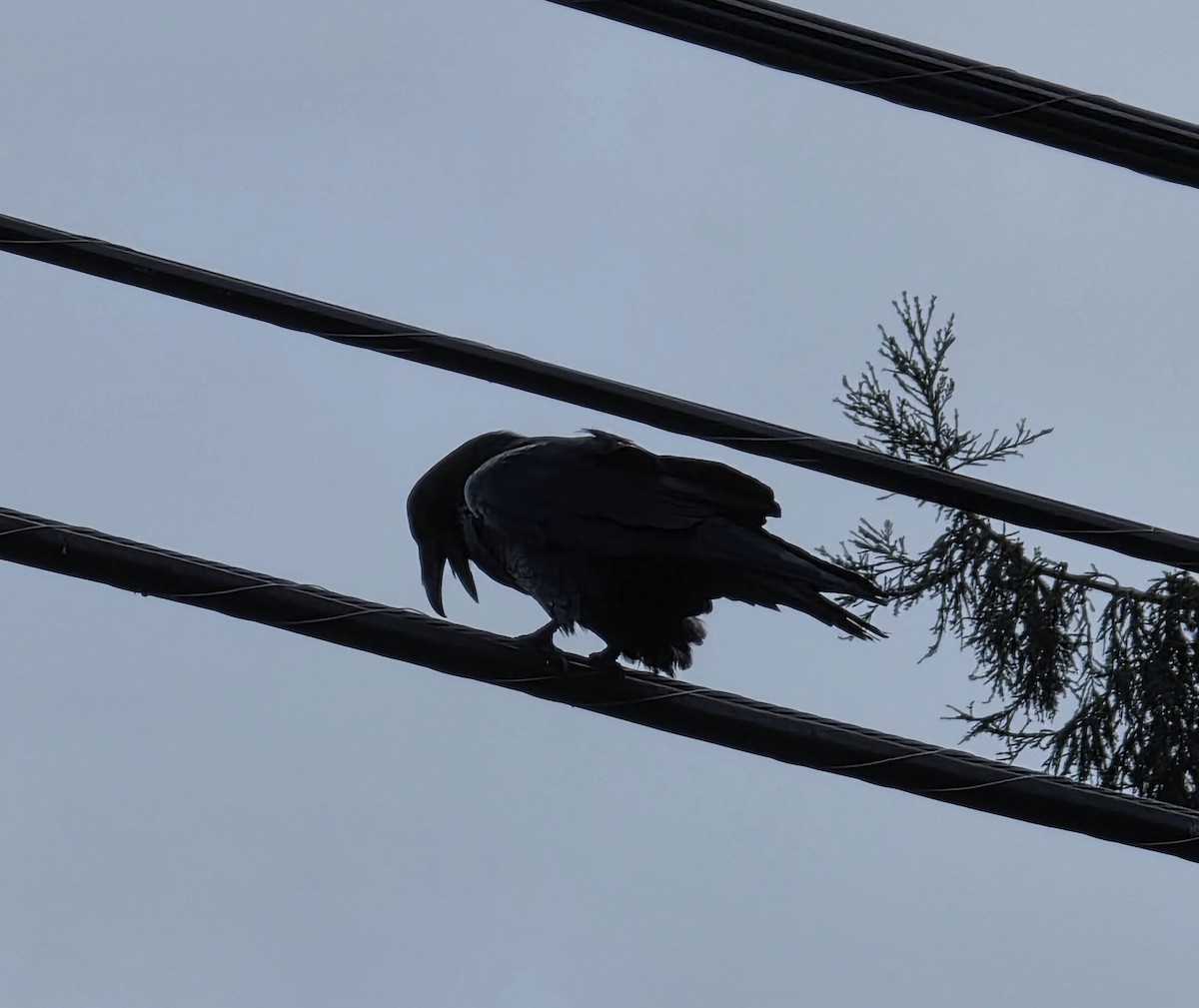 עורב שחור - ML647642259