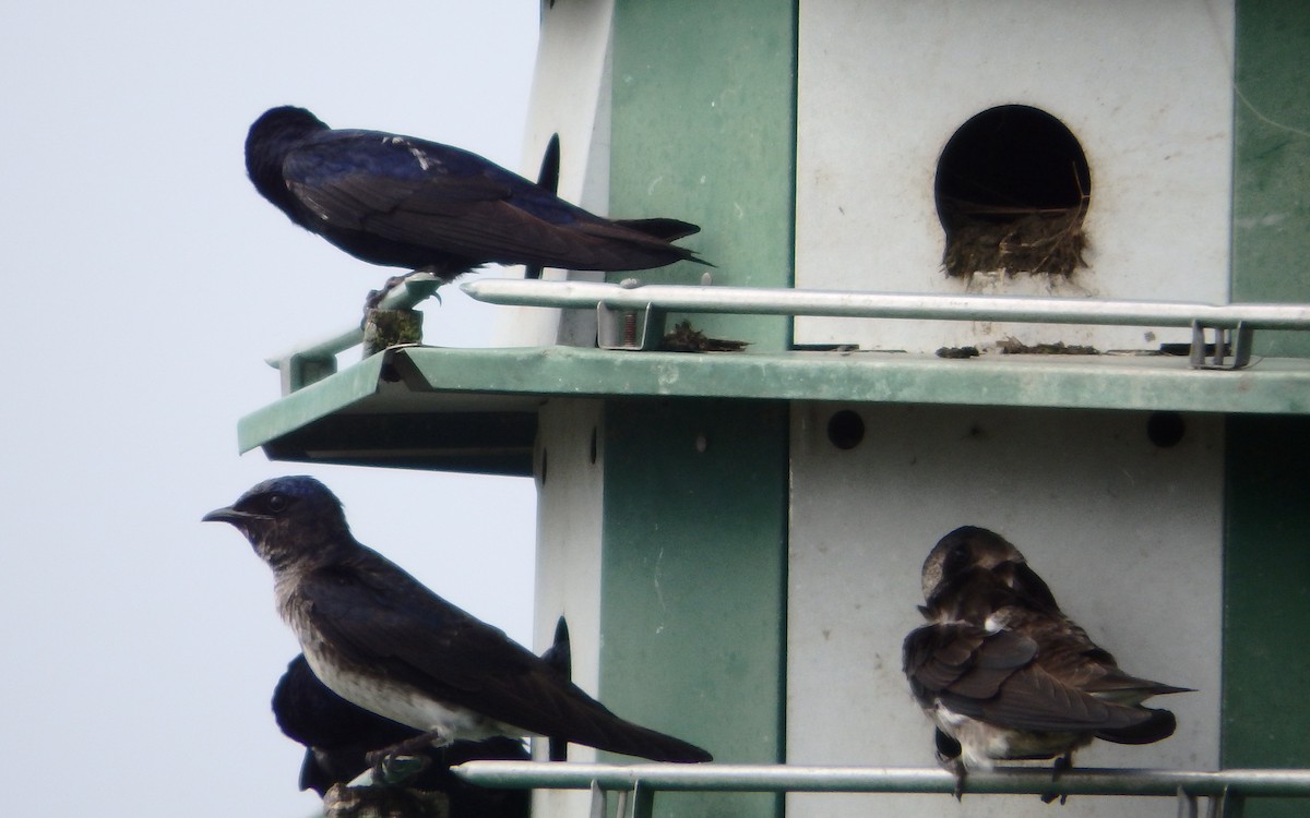 Большая ласточка - ML647642263