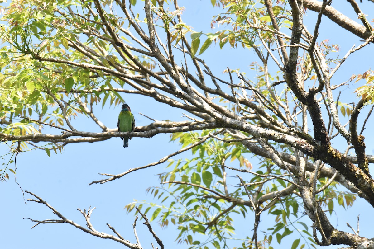 Blue-eared Barbet - ML647642308