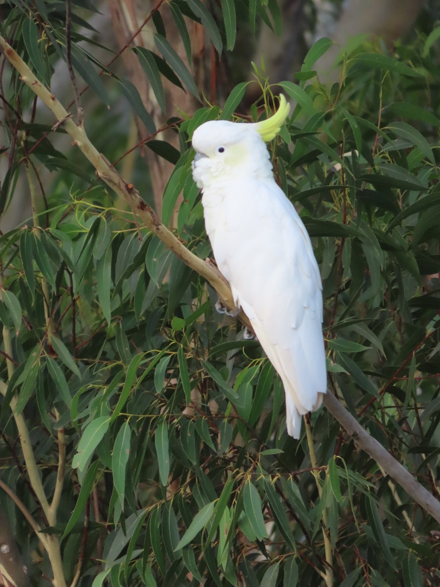 Laughing Kookaburra - ML647642330