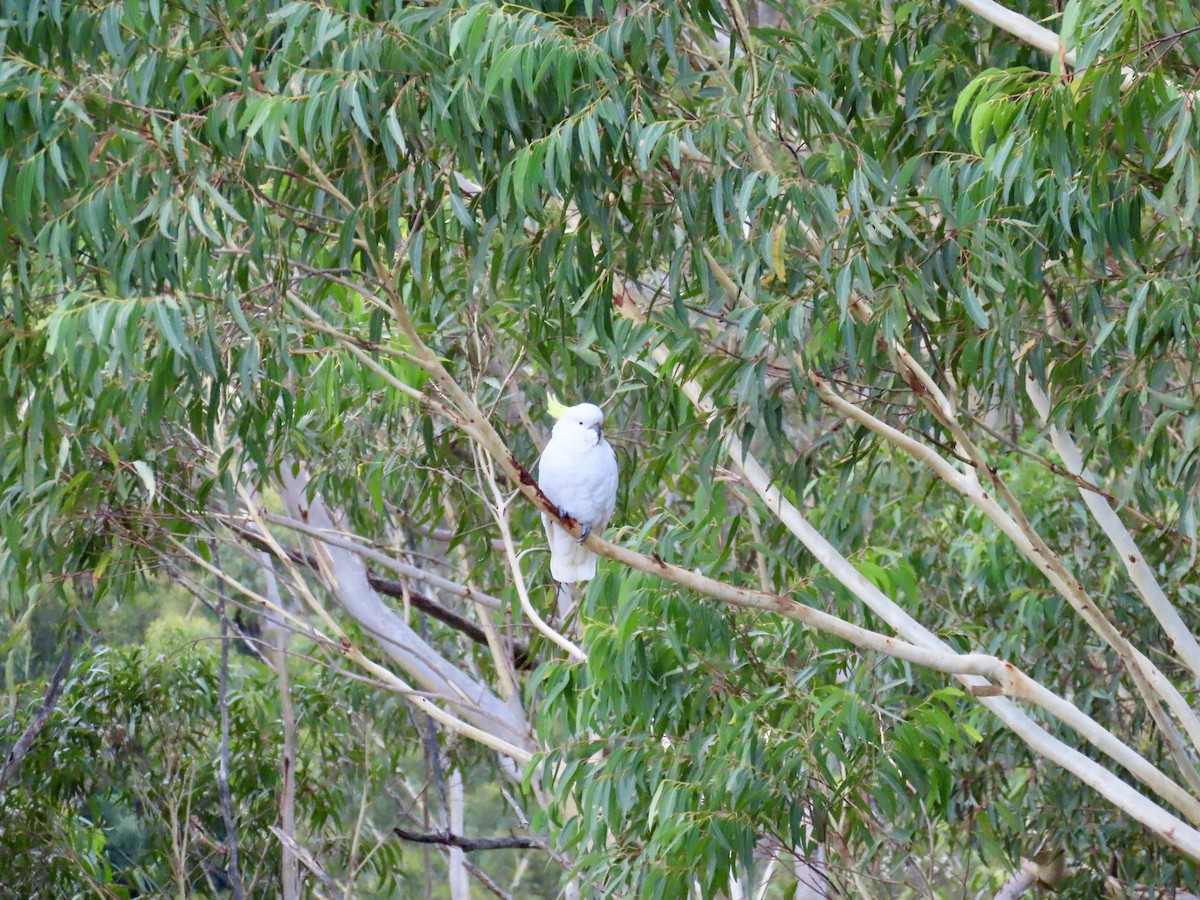 Laughing Kookaburra - ML647642331
