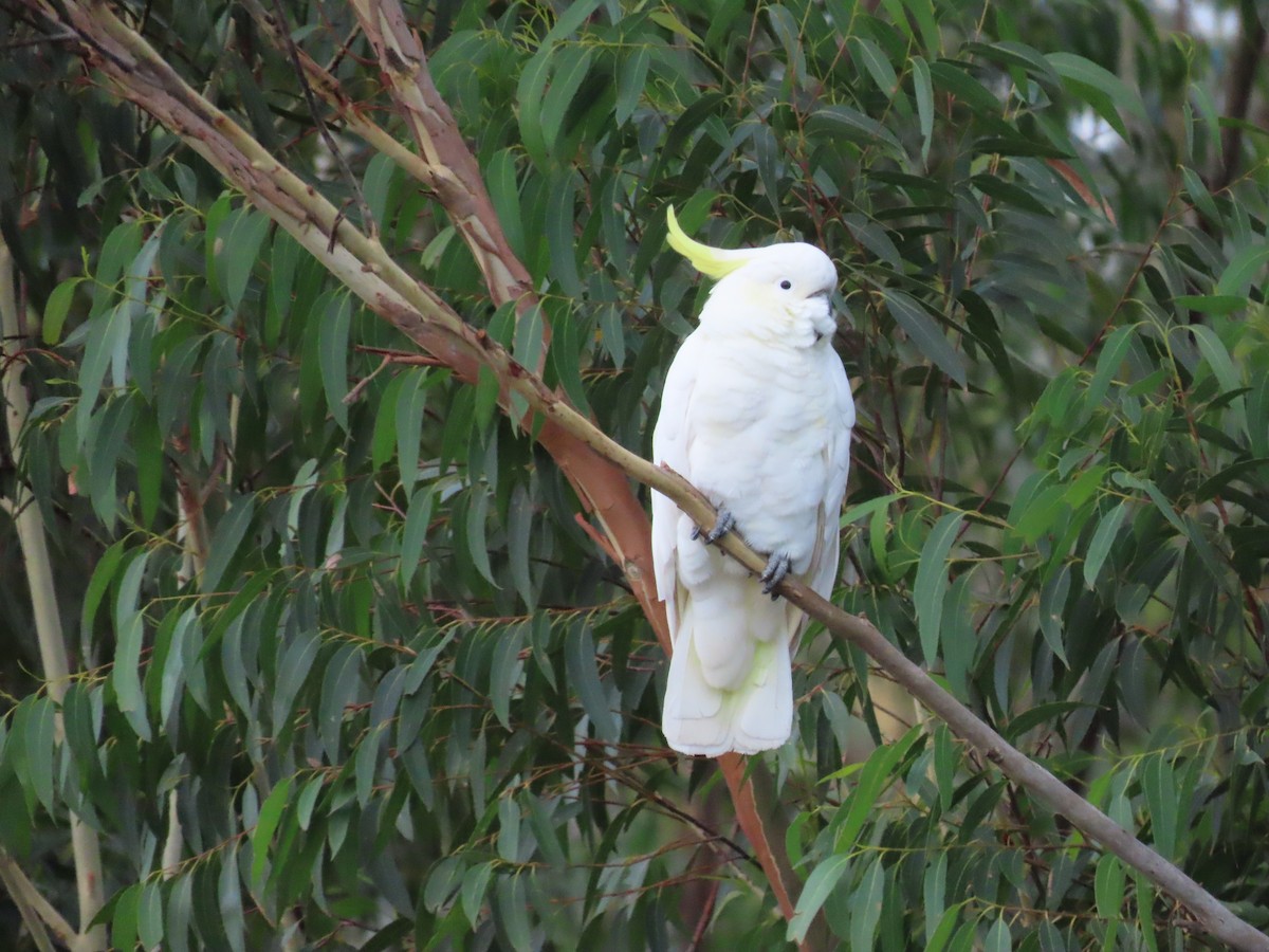 Laughing Kookaburra - ML647642332