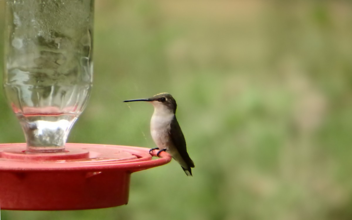 Ruby-throated Hummingbird - ML647642338