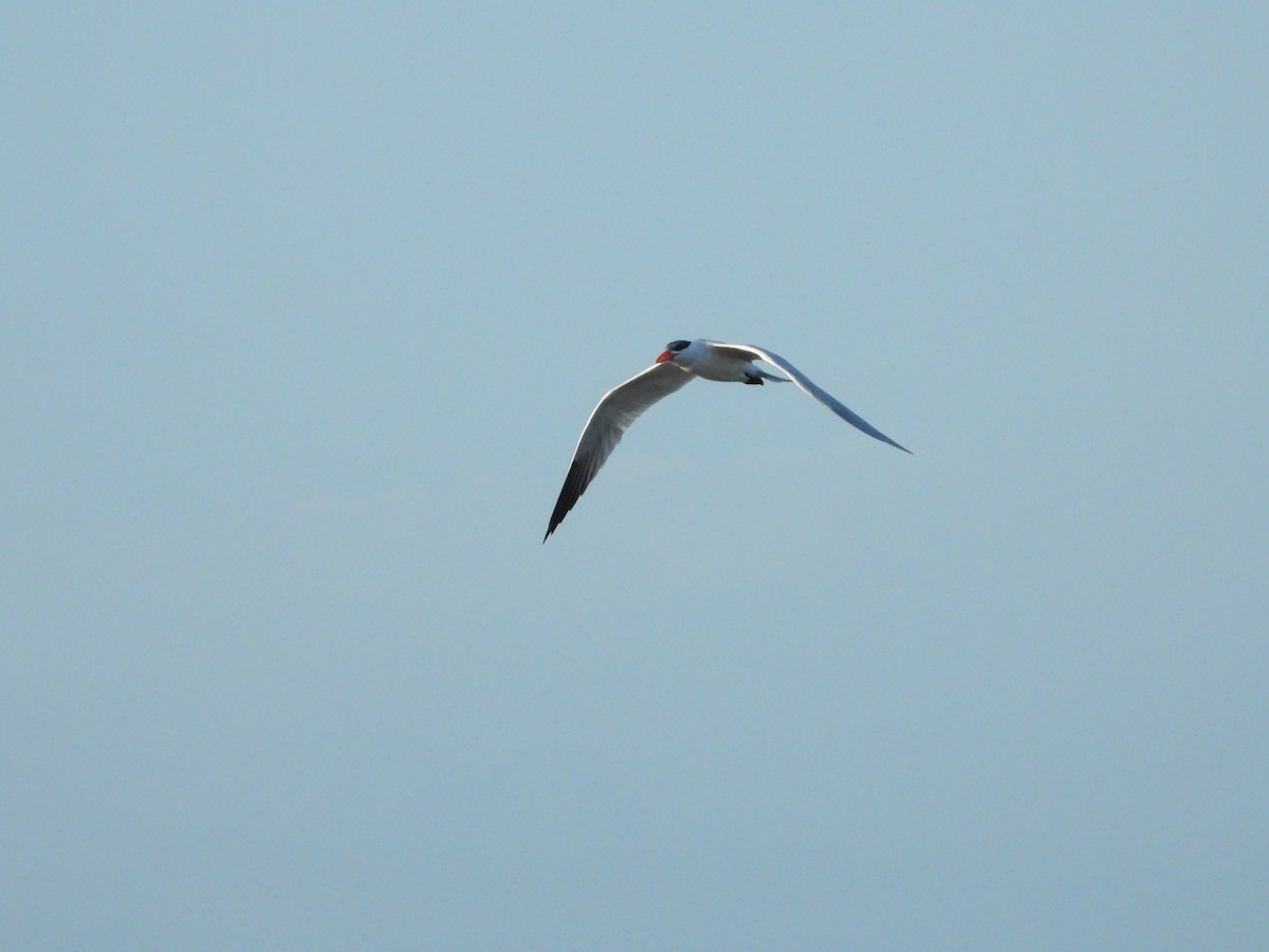 Caspian Tern - ML647642339