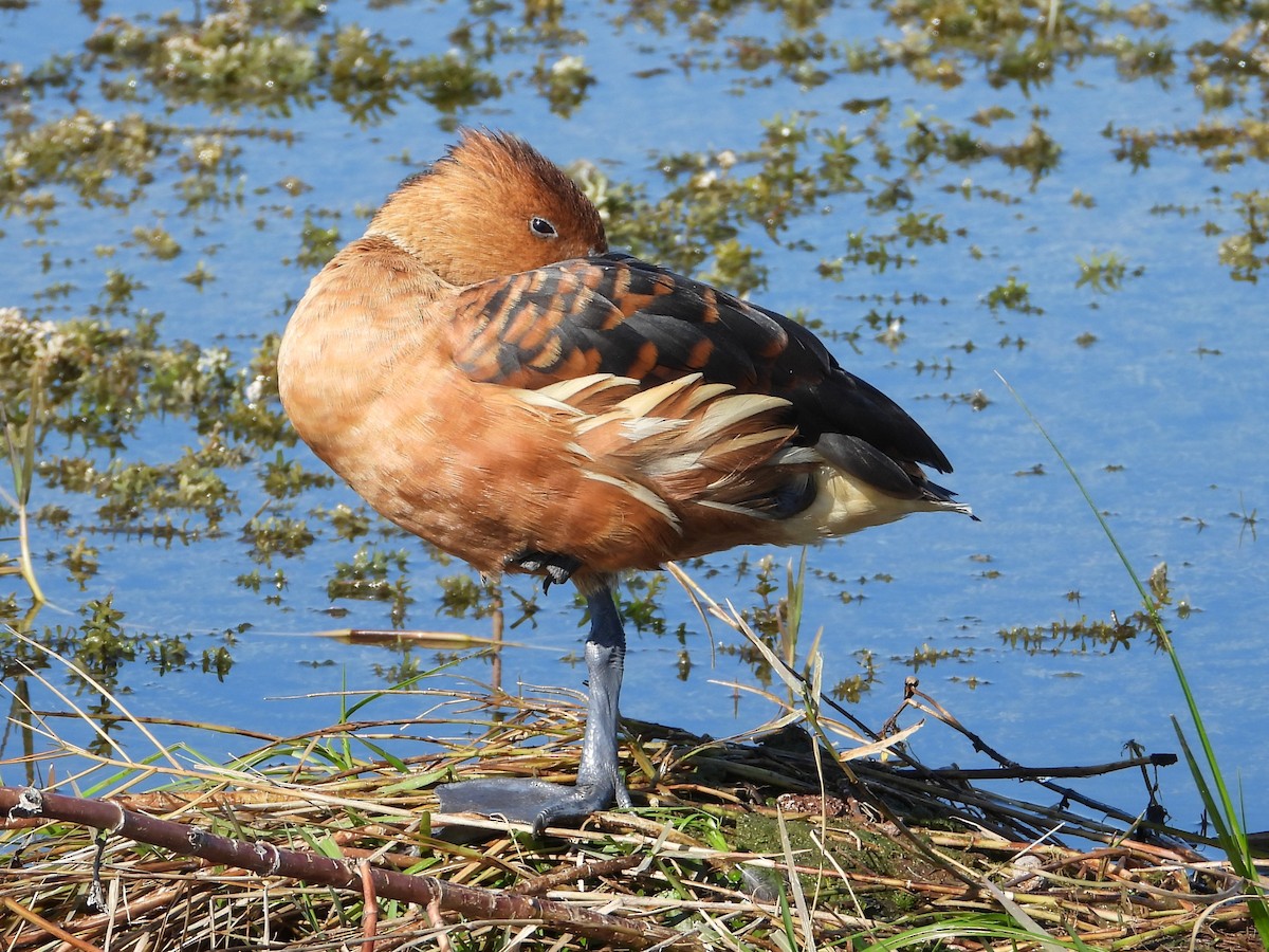 Fulvous Whistling-Duck - ML647642341