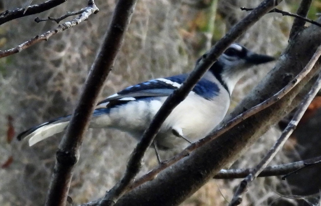 Blue Jay - ML647642342