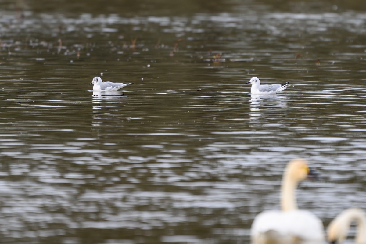 American Wigeon - ML647642343
