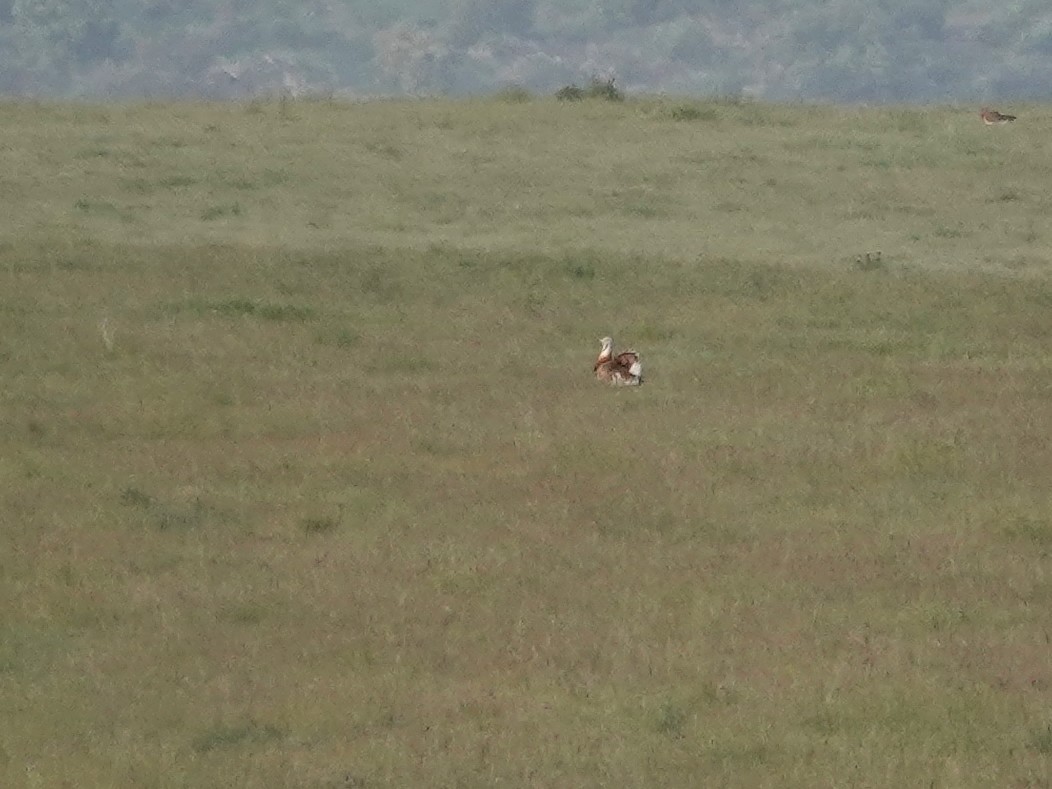 Great Bustard - ML647642346