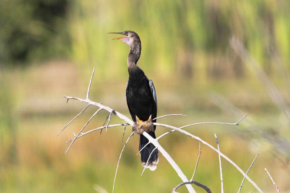 Anhinga - ML647642348
