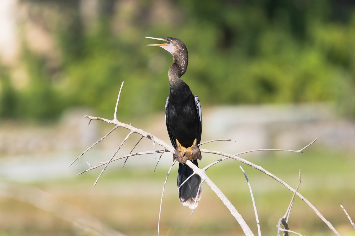 Anhinga - ML647642349