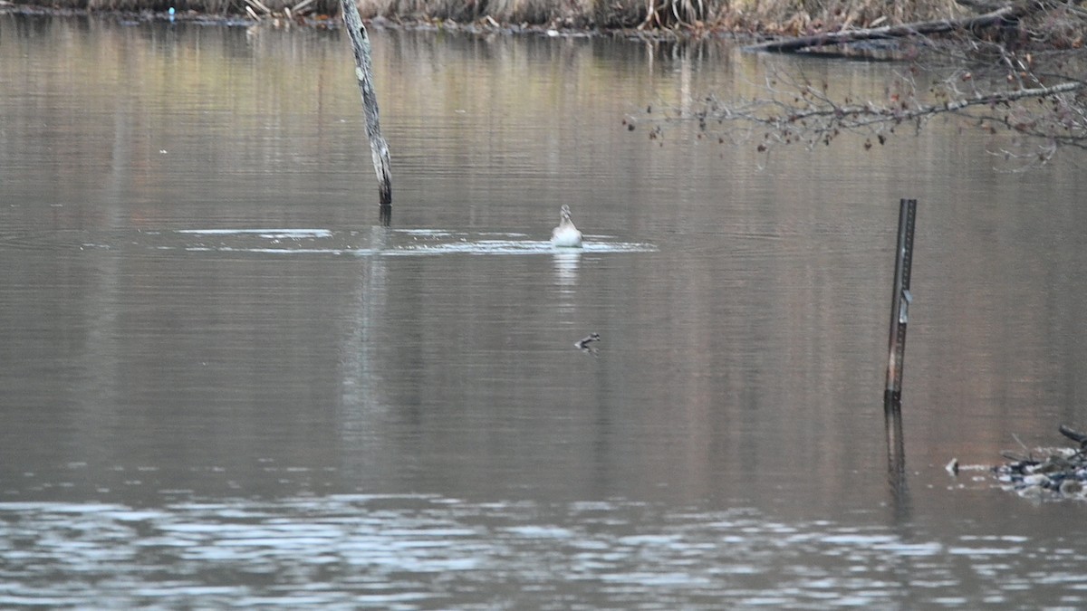 Gadwall - ML647642351