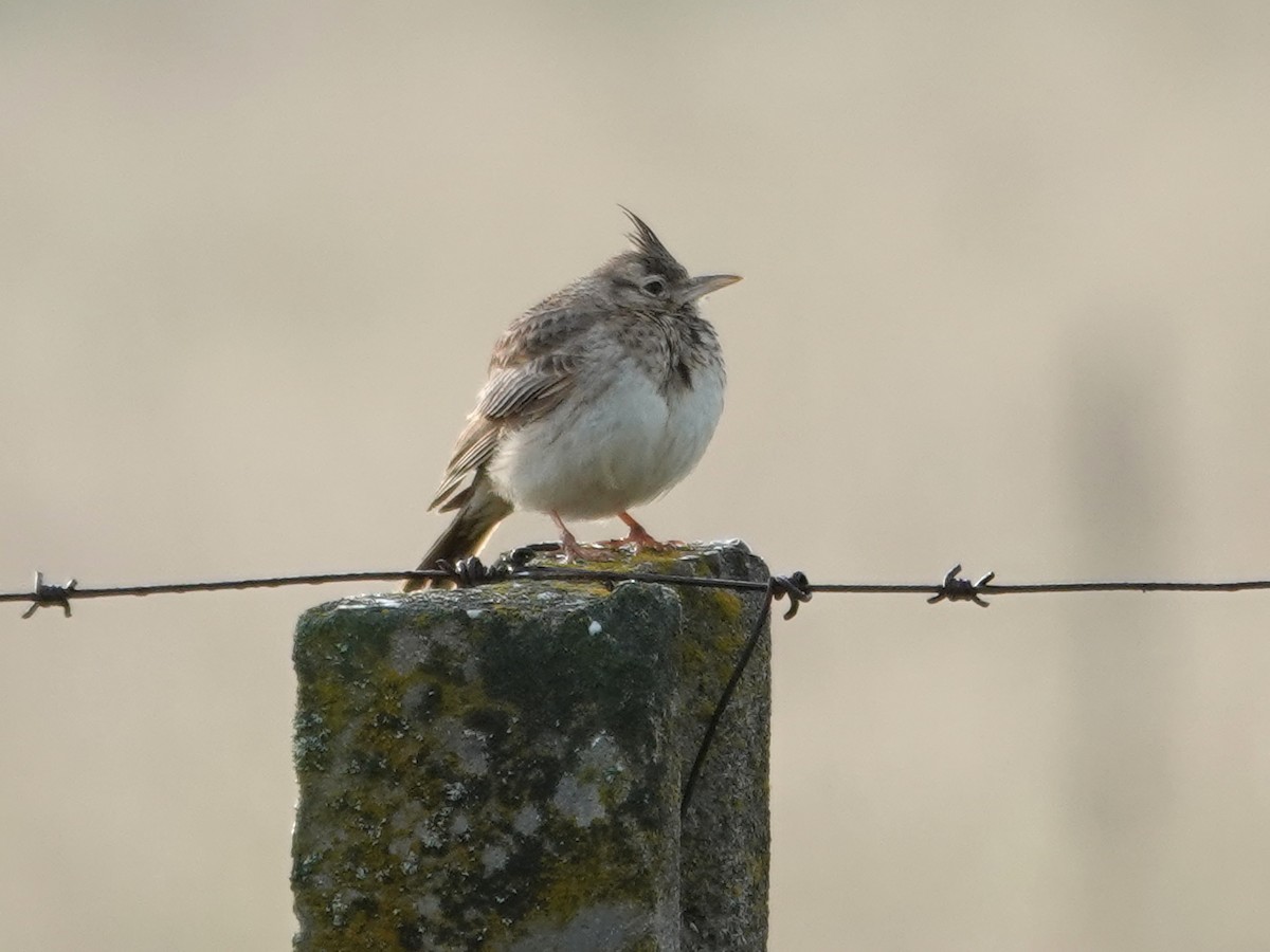 Crested Lark - ML647642365