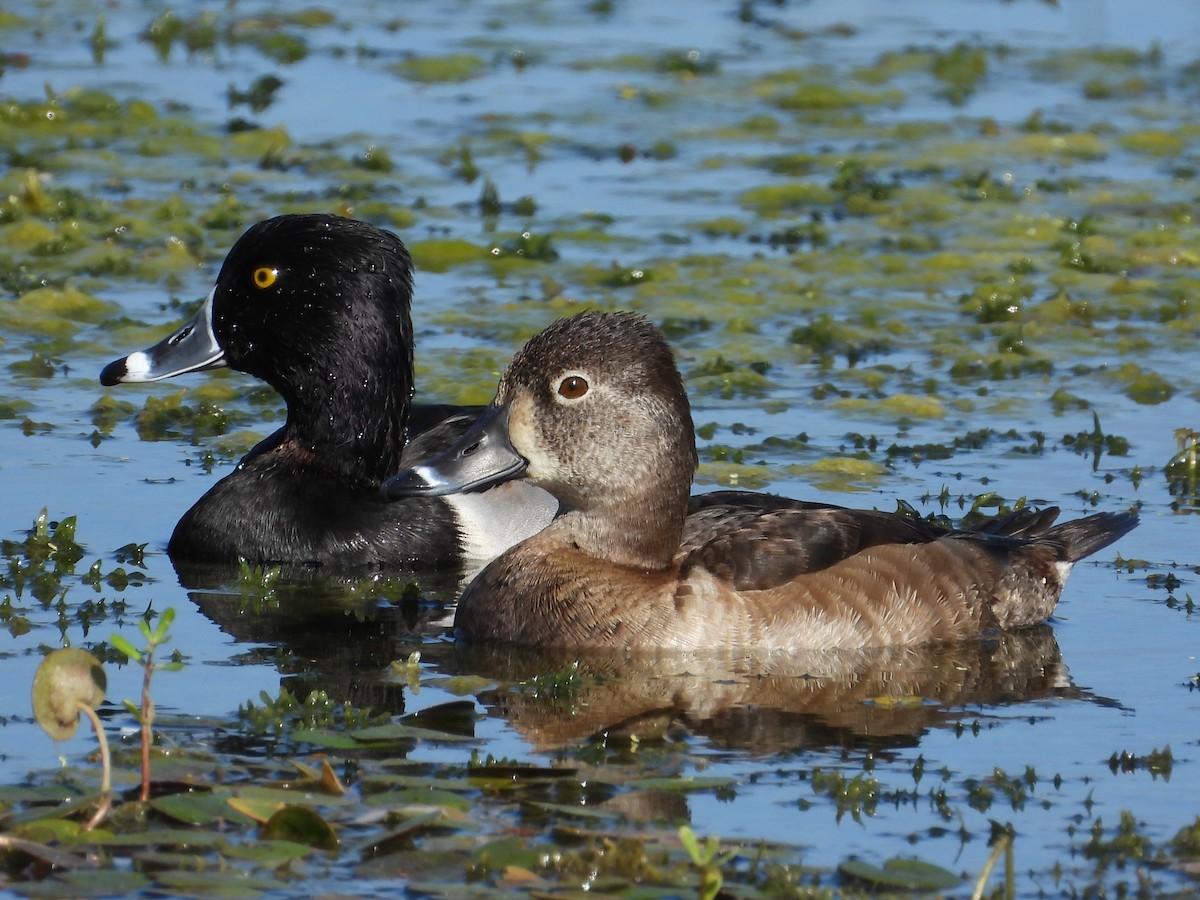 Ring-necked Duck - ML647642368