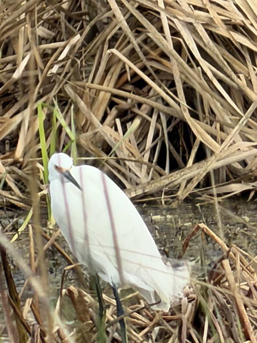 Snowy Egret - ML647642369