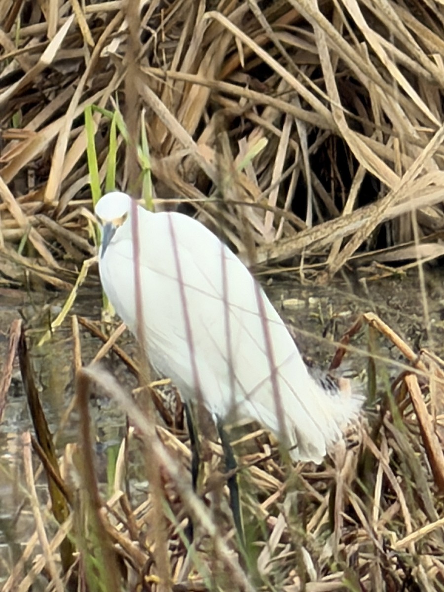 Snowy Egret - ML647642370