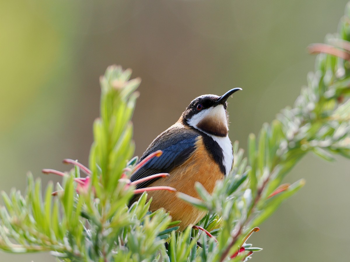 Eastern Spinebill - ML647642371