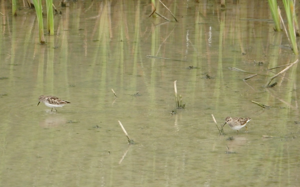 Spotted Sandpiper - ML647642372