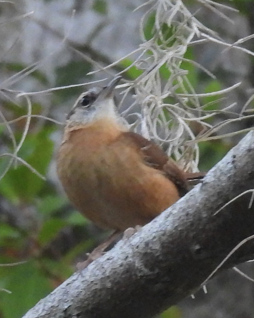 Carolina Wren (Northern) - ML647642374