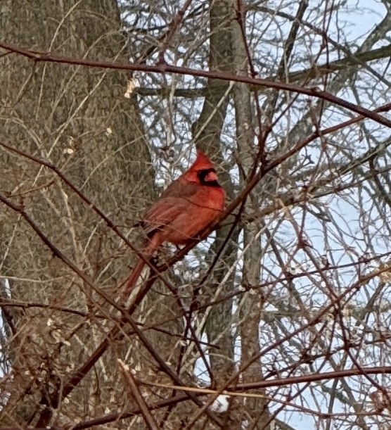 Northern Cardinal - ML647642375
