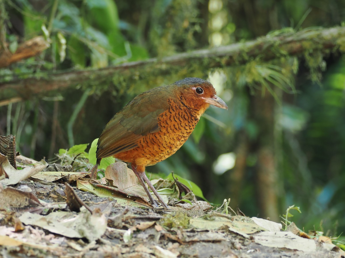 kjempemaurpitta - ML647642412