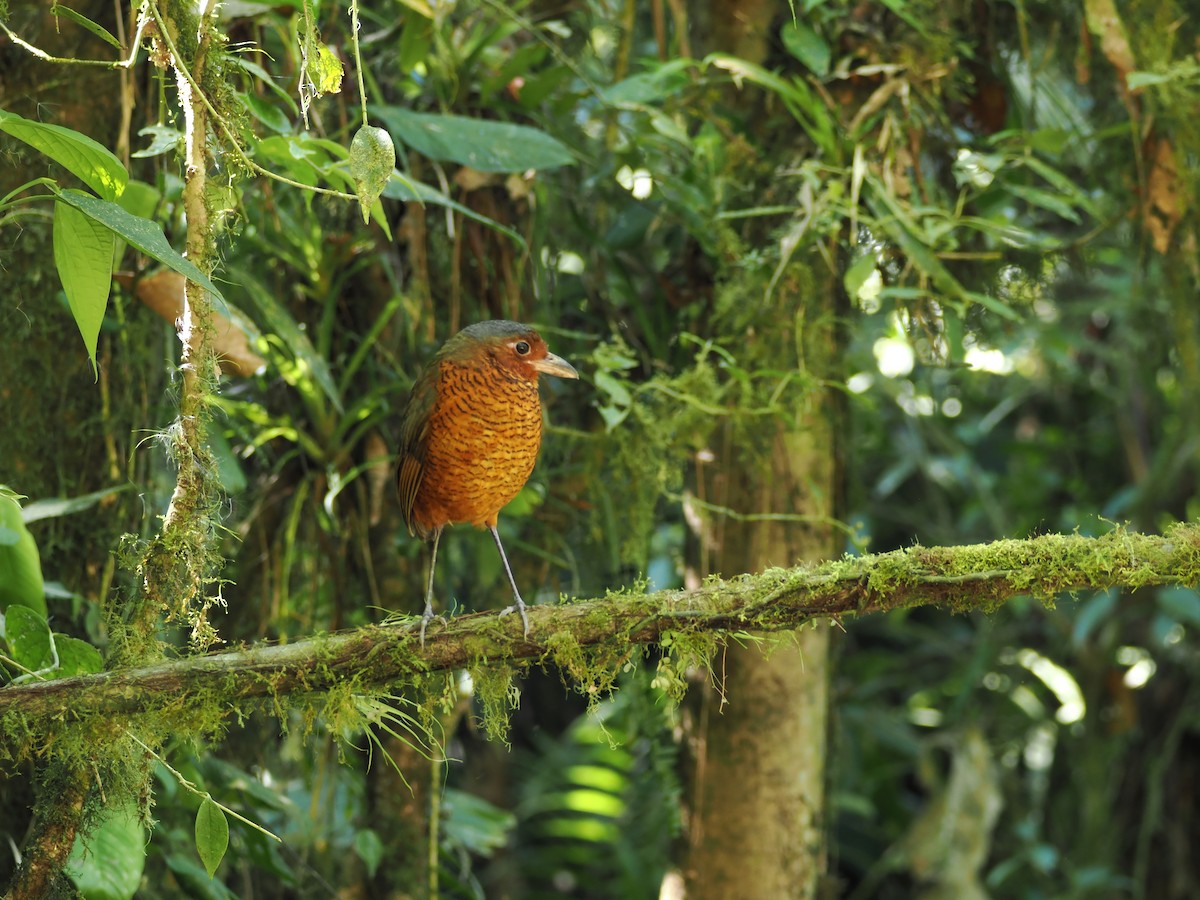 kjempemaurpitta - ML647642425