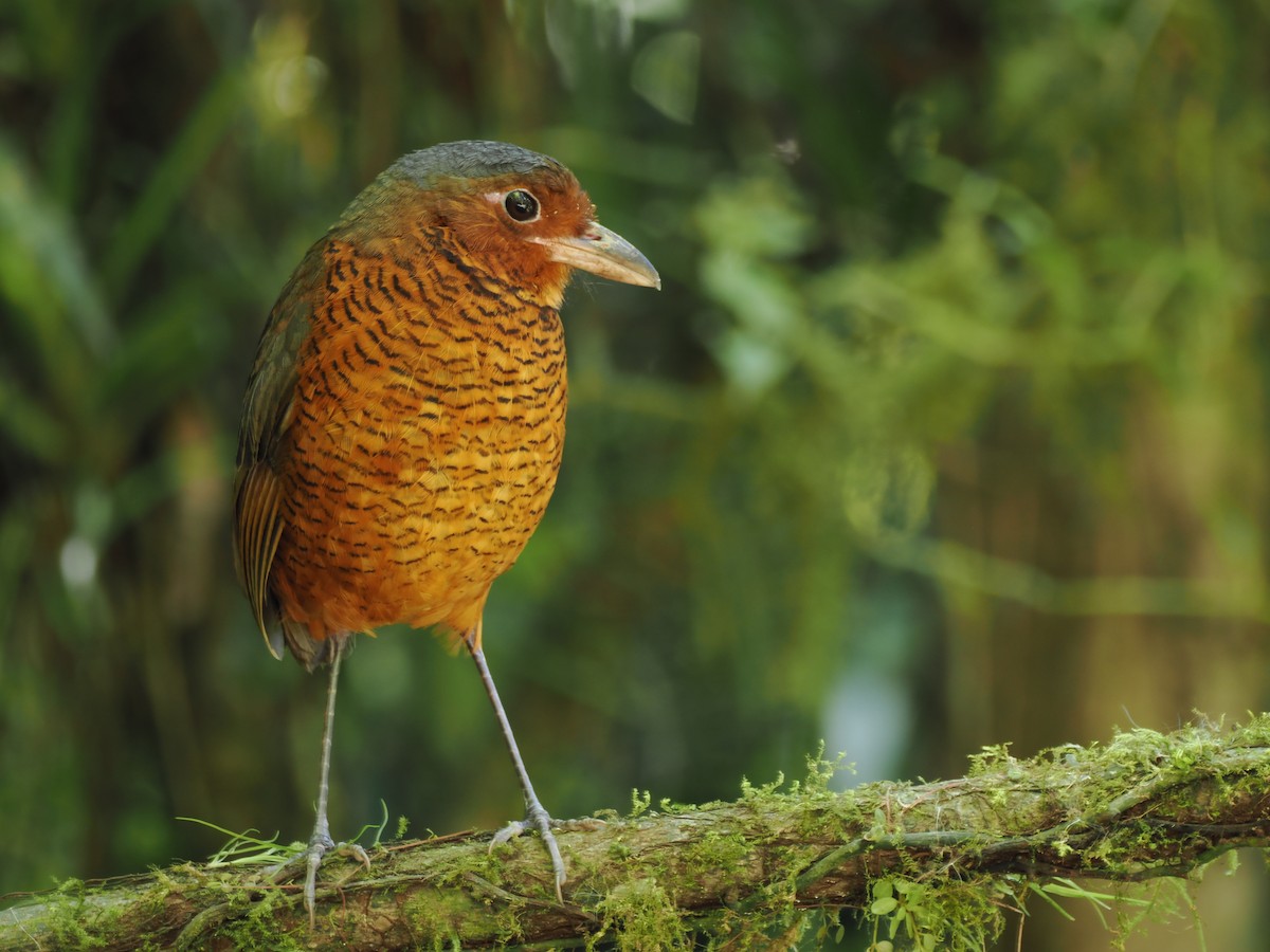 kjempemaurpitta - ML647642427