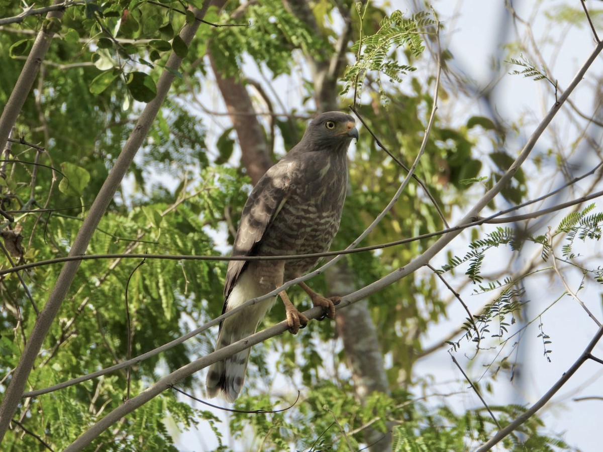 káně krahujová - ML647642430