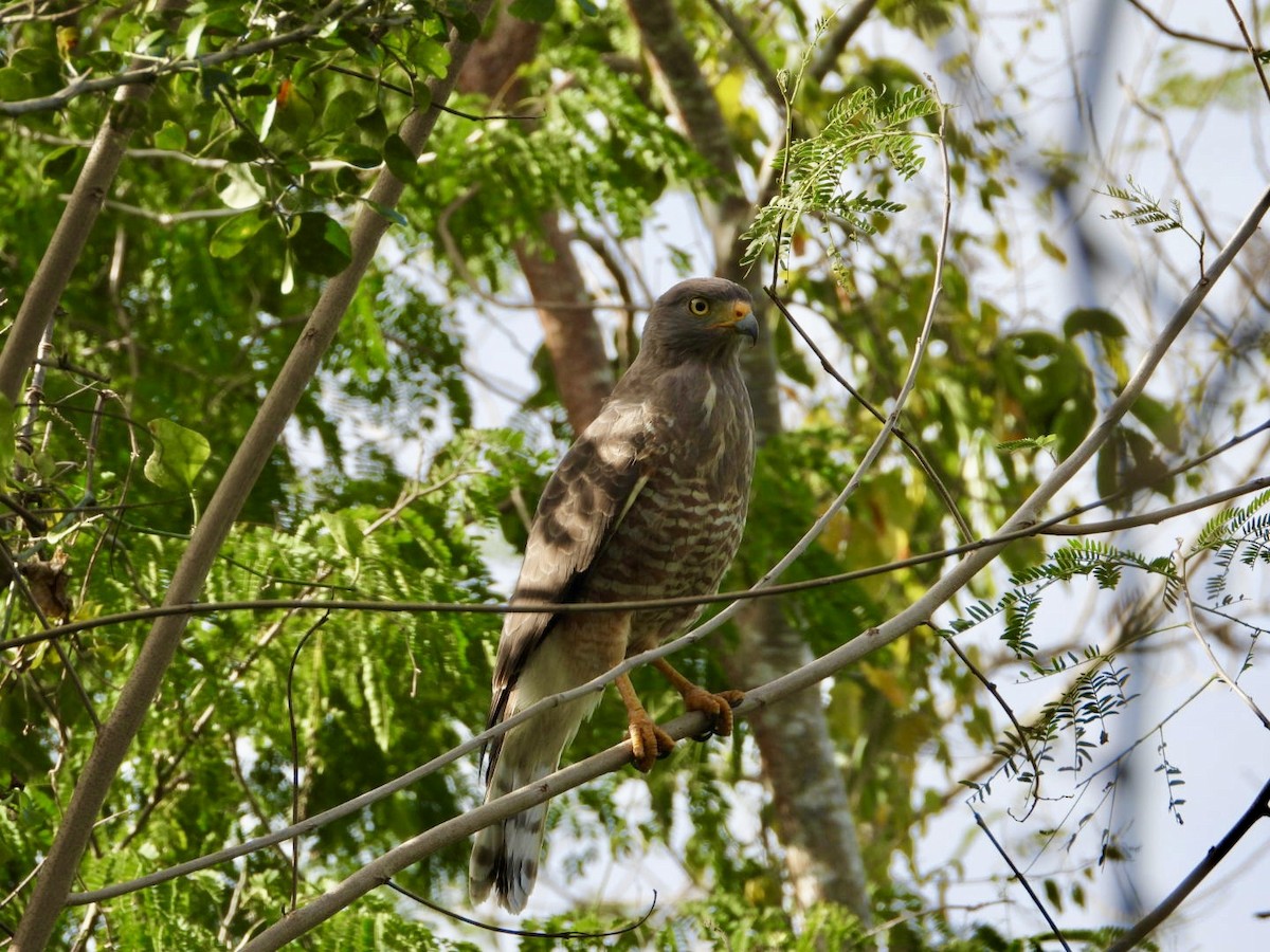 káně krahujová - ML647642431