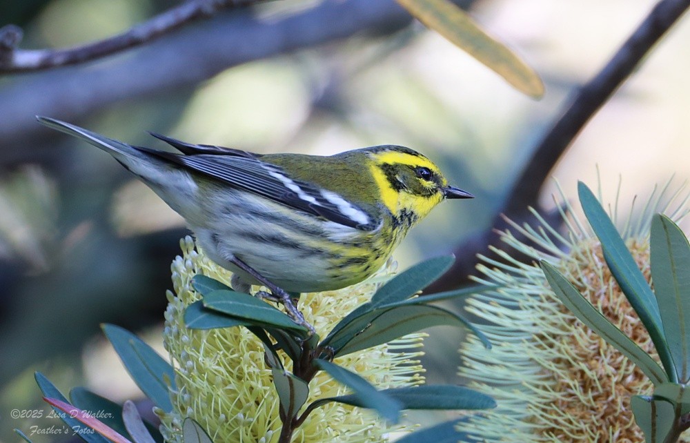 Townsendwaldsänger - ML647642438