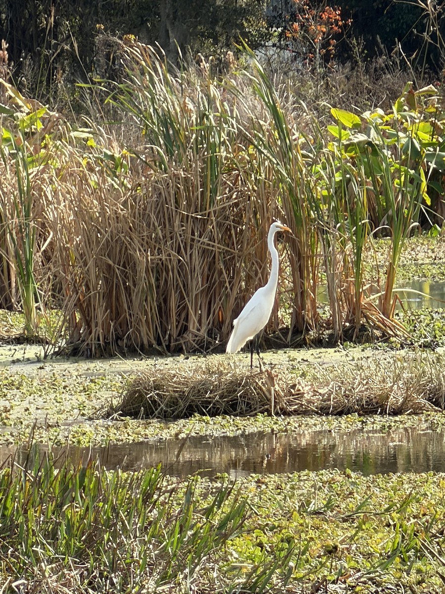 Koartza zuria - ML647642472