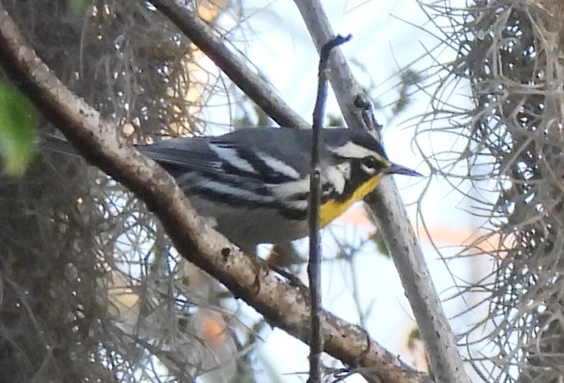 Paruline à gorge jaune - ML647642482