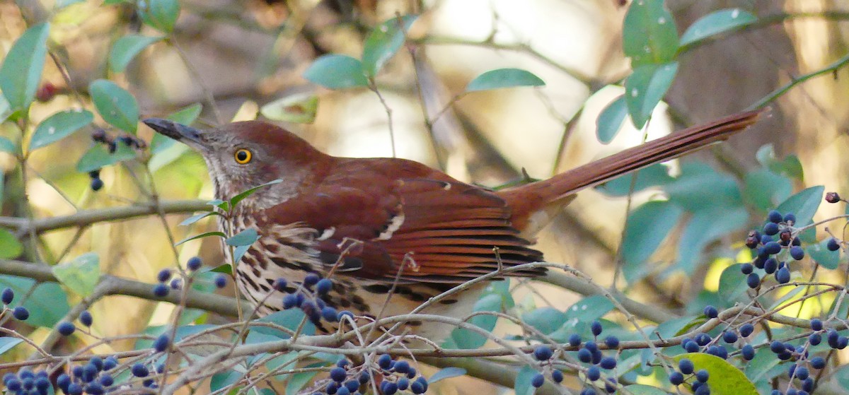 Cuitlacoche Rojizo - ML647642497