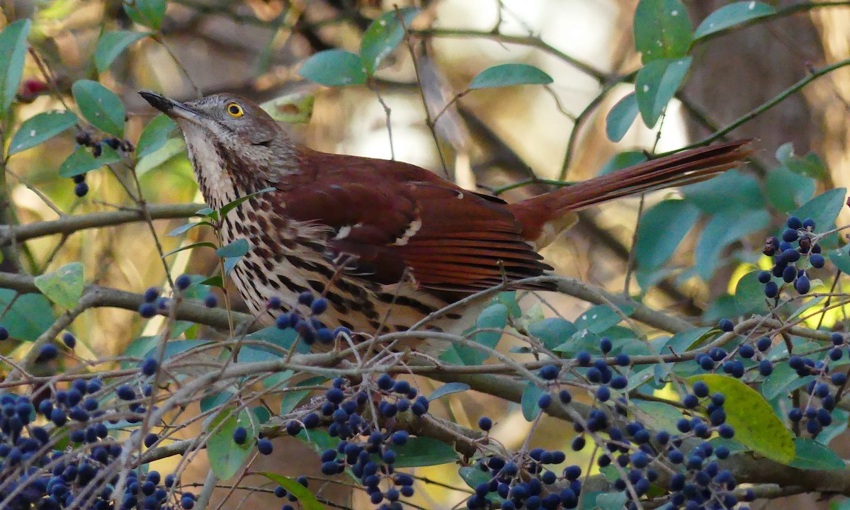 Cuitlacoche Rojizo - ML647642499