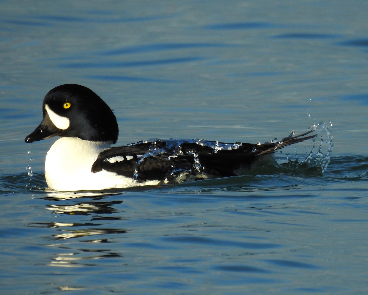 Murgilari islandiarra - ML647642521