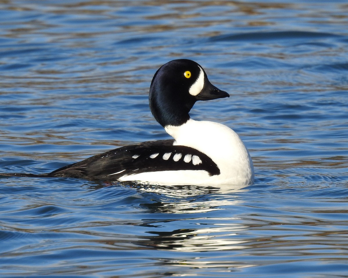 Murgilari islandiarra - ML647642522