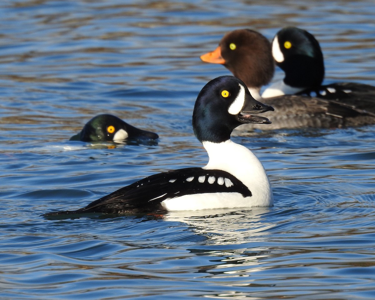 Murgilari islandiarra - ML647642524