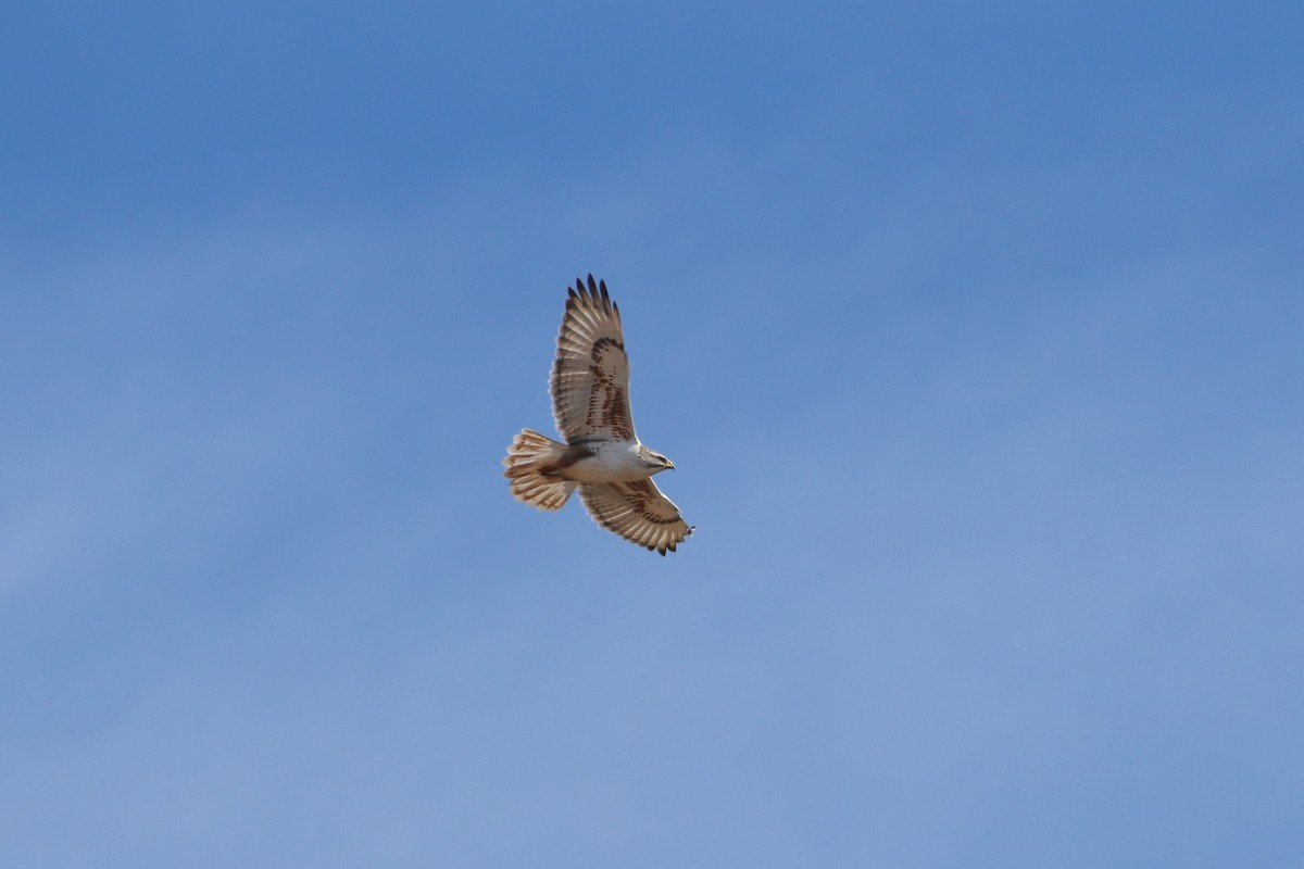 kongevåk - ML647642570