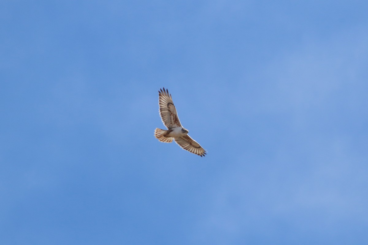 kongevåk - ML647642571