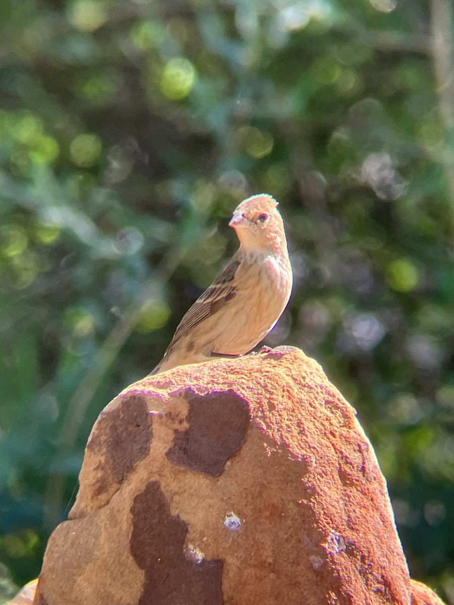 Passerin indigo - ML647642579