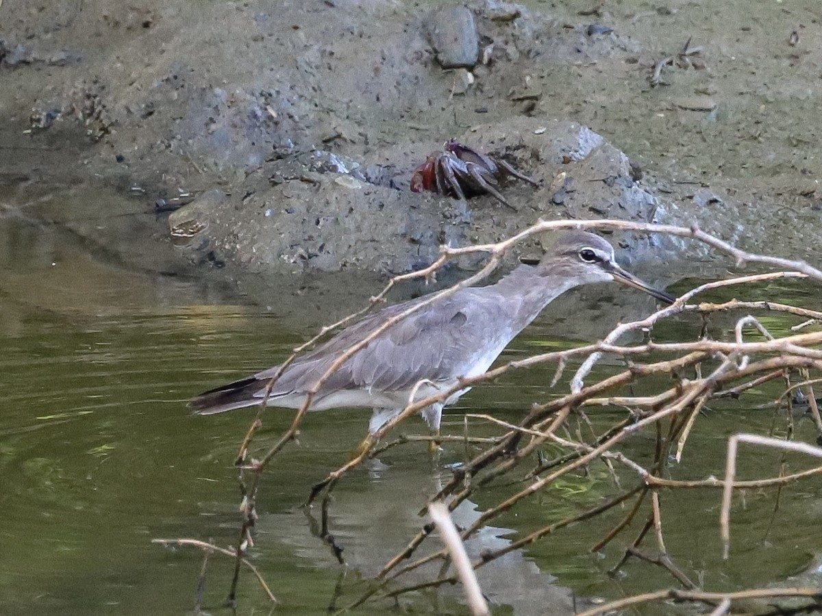 Gray-tailed Tattler - ML647642582