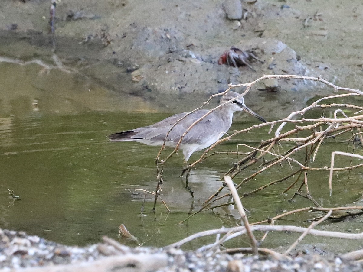 Gray-tailed Tattler - ML647642583