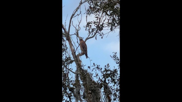 Red-shouldered Hawk - ML647642603